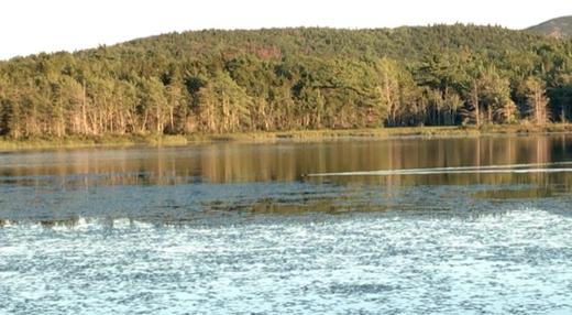 acadia/fishing/beaver.jpg
